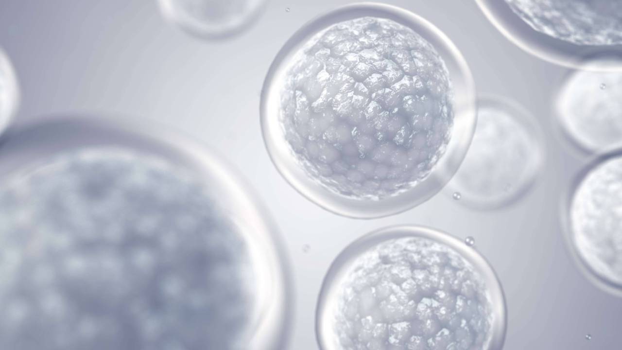 Cluster of stem cells viewed under a microscope Cluster of stem cells viewed under a microscope